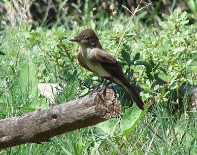 Western Wood-Pewee