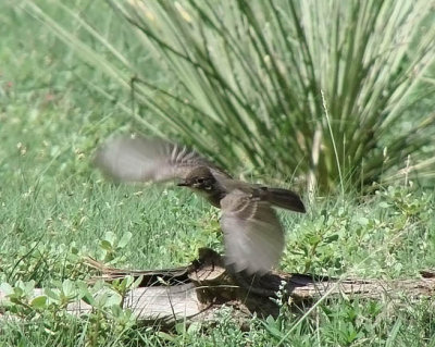 Western Wood-Pewee