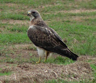 Swainson's Hawk