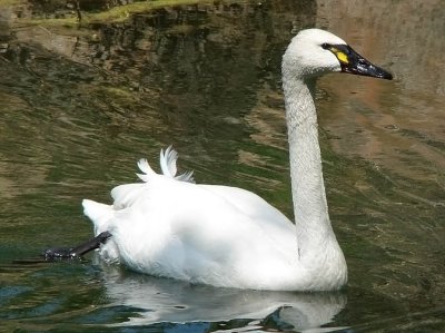 Tundra Swan X Trumpeter Swan