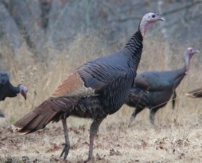 Wild Turkey