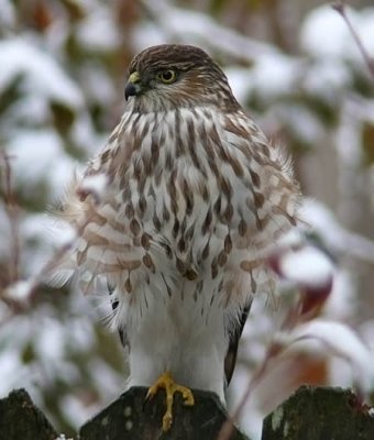 Sharp-shinned Hawk