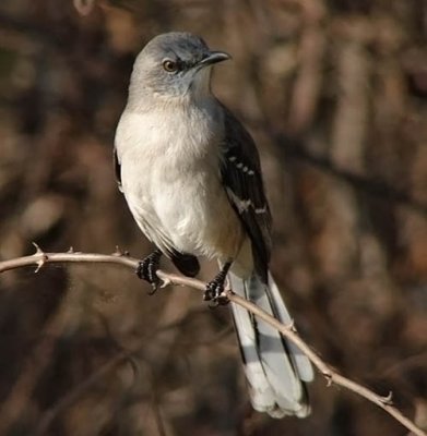 Northern Mockingbird