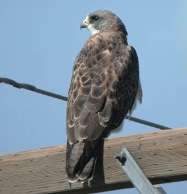 Swainson's Hawk