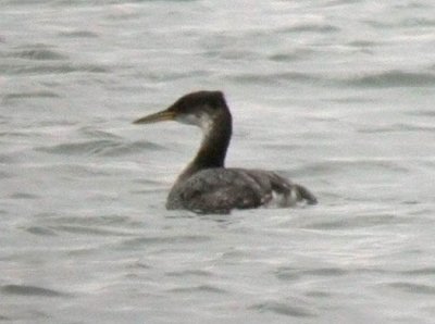 Red-necked Grebe