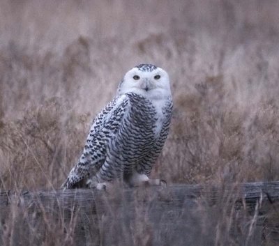 Snowy Owl