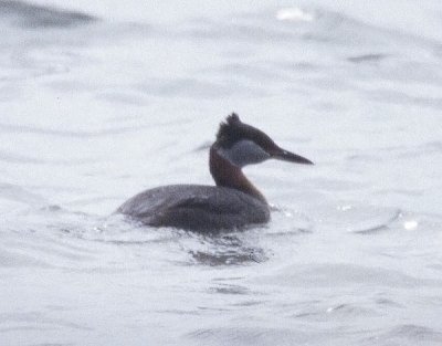 Red-necked Grebe