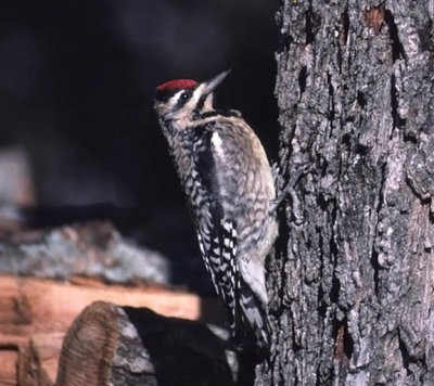 Yellow-bellied Sapsucker