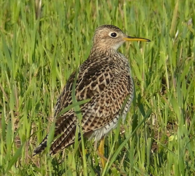 Upland Sandpiper