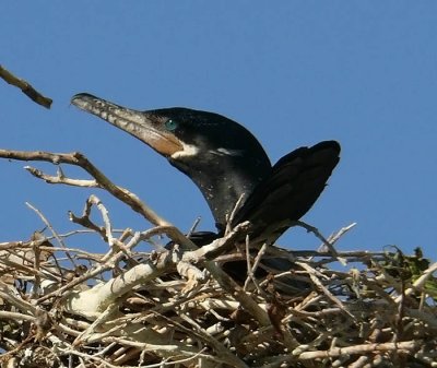 Neotropic Cormorant