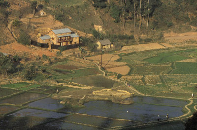 Rice fields at Fianarantsoa