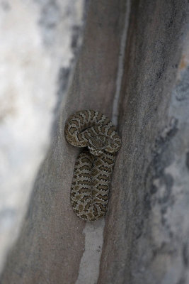 White Pocket, rattle snake