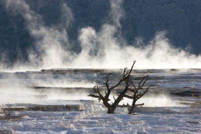 Mammoth Hot Springs, Canary Spring