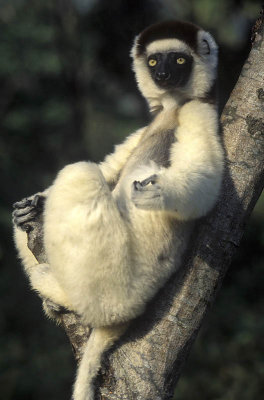 Lemur, Kaleta Reserve