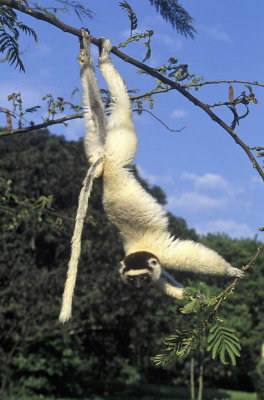 Lemur, Kaleta Reserve