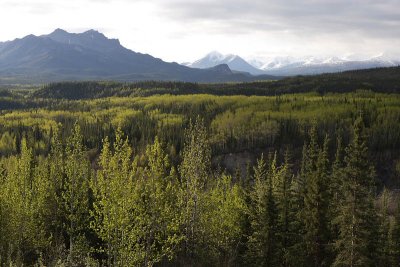 Denali National Park