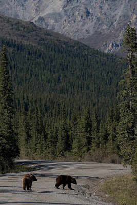 Denali National Park