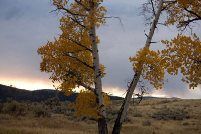 Roosevelt Country, Fall colours at Lamar Valley