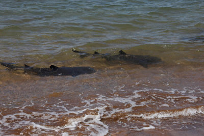 Punta blancas sharks, Bartolom Island