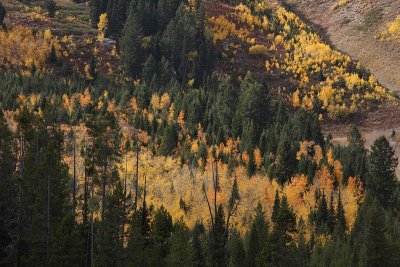 Rockchuck Peak forest