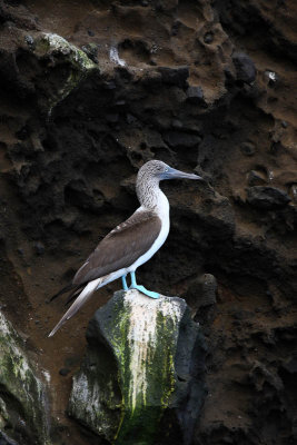 Blue-footed booby near Tagus Cove, Isabela Island