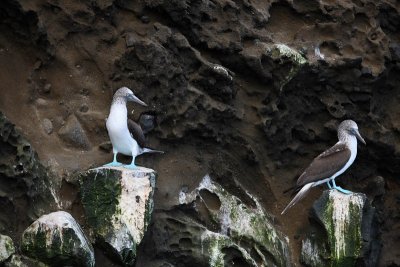 Blue-footed boobies near Tagus Cove, Isabela Island