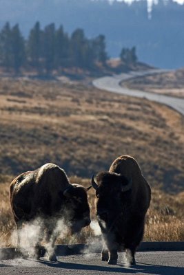Bisons at Hayden Valley
