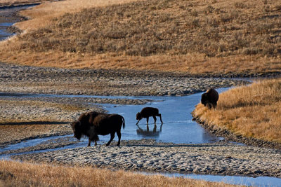 Bisons at Hayden Valley