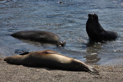 Galapagos sea lions, Punta Espinosa, Fernandina Island