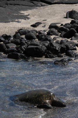 Marine tortue, Punta Espinosa, Fernandina Island
