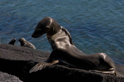 Dying young sea lion, Punta Espinosa, Fernandina Island