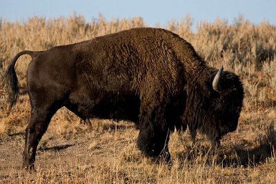 Bison at Hayden Valley