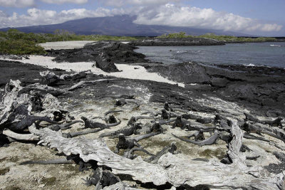 Marine iguanas, Punta Espinosa, Fernandina Island