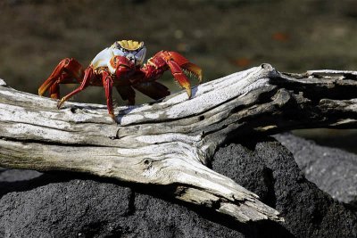 Sally lightfoot crab, Punta Espinosa, Fernandina Island