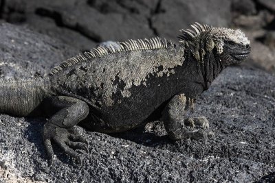 Marine iguana, Punta Espinosa, Fernandina Island