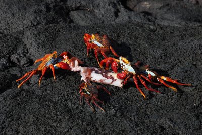Crab's meal; Punta Espinosa, Fernandina Island