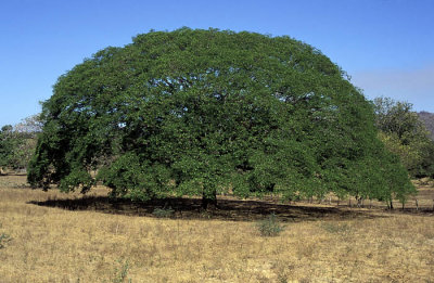 Guanacaste, Costa Ricas national tree