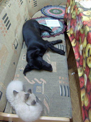 Puppy and kittens in my gueshouse (Bishkek)