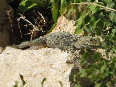 Lizzard at Sal Ahdin Castle neat Latakia - Syria