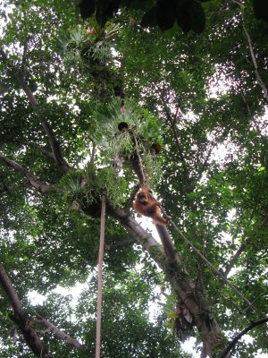 Orangutans in the Jungle - Bukit Lawang