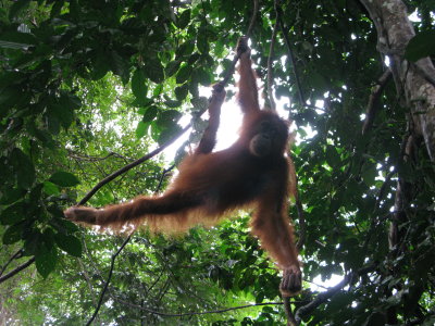 Orangutans in the Jungle - Bukit Lawang