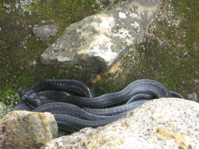Snake at Sibayak Volcanoe