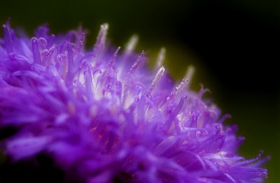 Brazilian Button Flower