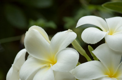 Frangipani