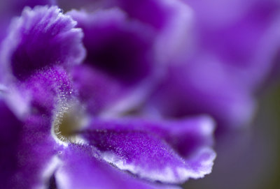 Soft purple