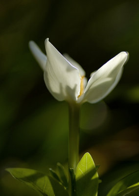 Gardenia, Cape Jasmine