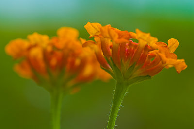 Lantana camara