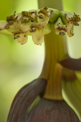 Banana flower