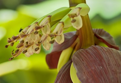 Banana flower