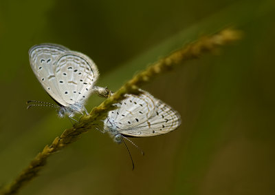 Tiny Grass Blues